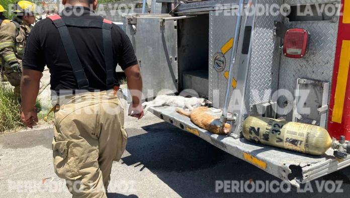Incendio de casa cobra la vida de dos gatitos
