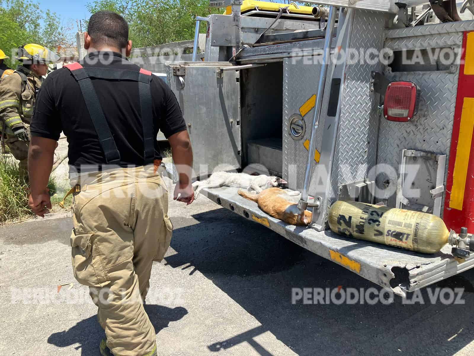 Incendio de casa cobra la vida de dos gatitos