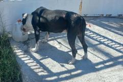 Rescatan a perro pitbull amarrado en Frontera