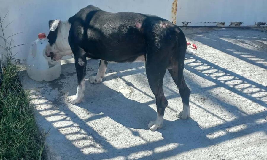Rescatan a perro pitbull amarrado en Frontera