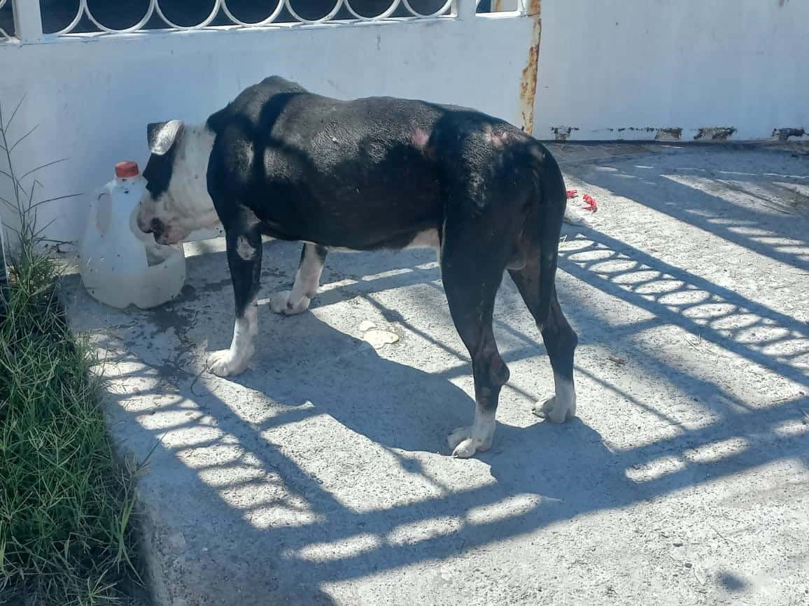 Rescatan a perro pitbull amarrado en Frontera