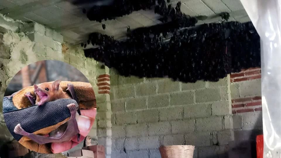 Familia de Tlaxcala ´adopta´ a 2 mil murciélagos