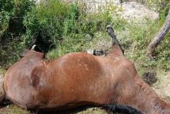 Llamado Urgente en Coahuila por Cacería Furtiva: Protección de Fauna en Riesgo