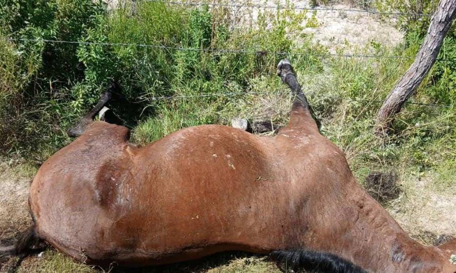 Llamado Urgente en Coahuila por Cacería Furtiva: Protección de Fauna en Riesgo