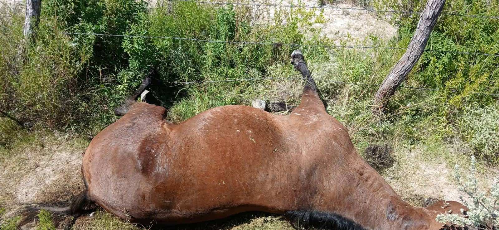 Llamado Urgente en Coahuila por Cacería Furtiva: Protección de Fauna en Riesgo