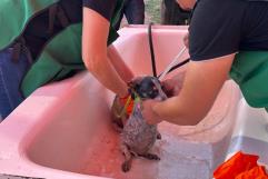 Más de 200 Mascotas Atendidas en Jornada Gratuita en Piedras Negras