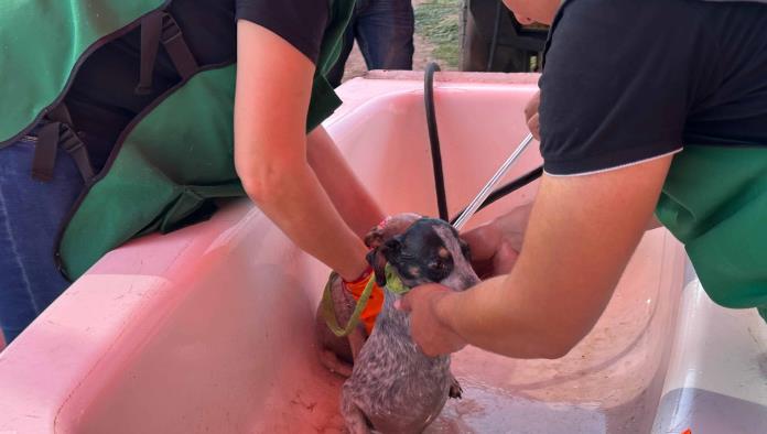 Más de 200 Mascotas Atendidas en Jornada Gratuita en Piedras Negras