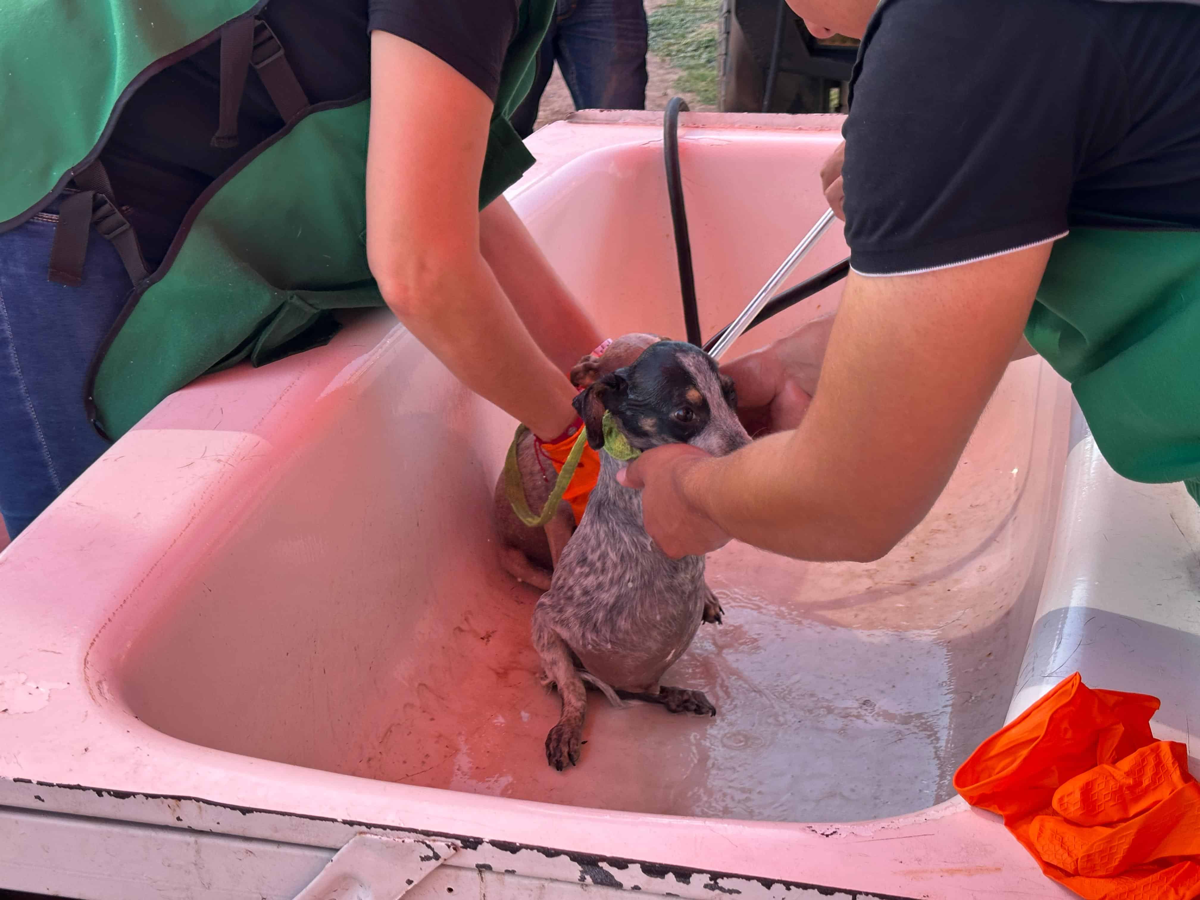 Más de 200 Mascotas Atendidas en Jornada Gratuita en Piedras Negras