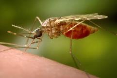 Autoridades chinas implementan medidas ante brote de chikungunya