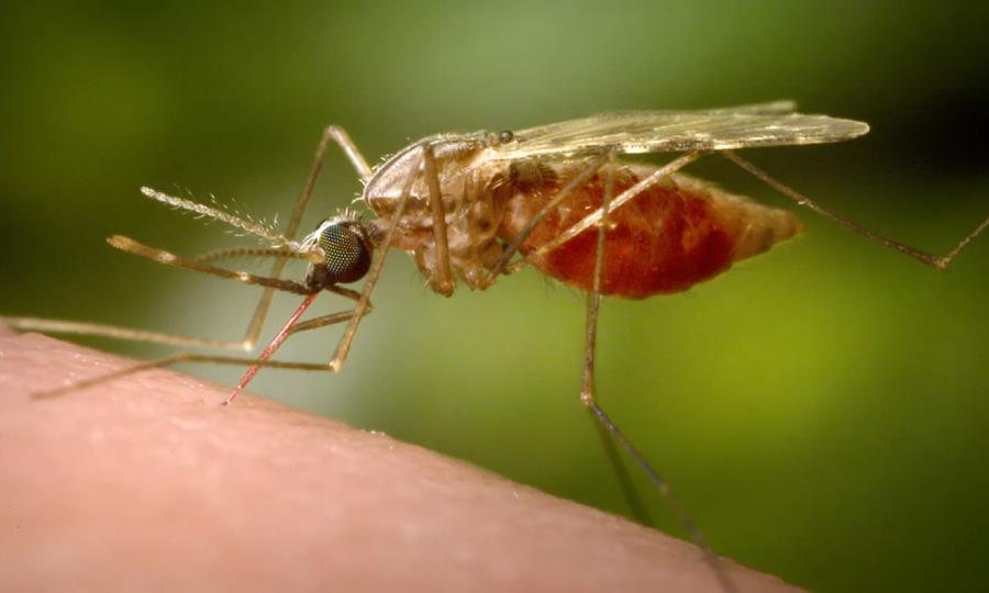 Autoridades chinas implementan medidas ante brote de chikungunya