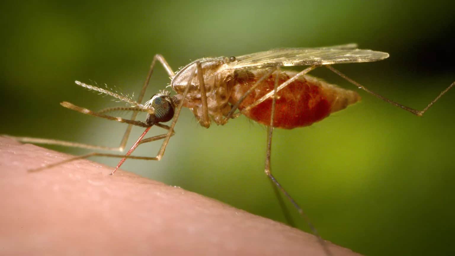 Autoridades chinas implementan medidas ante brote de chikungunya