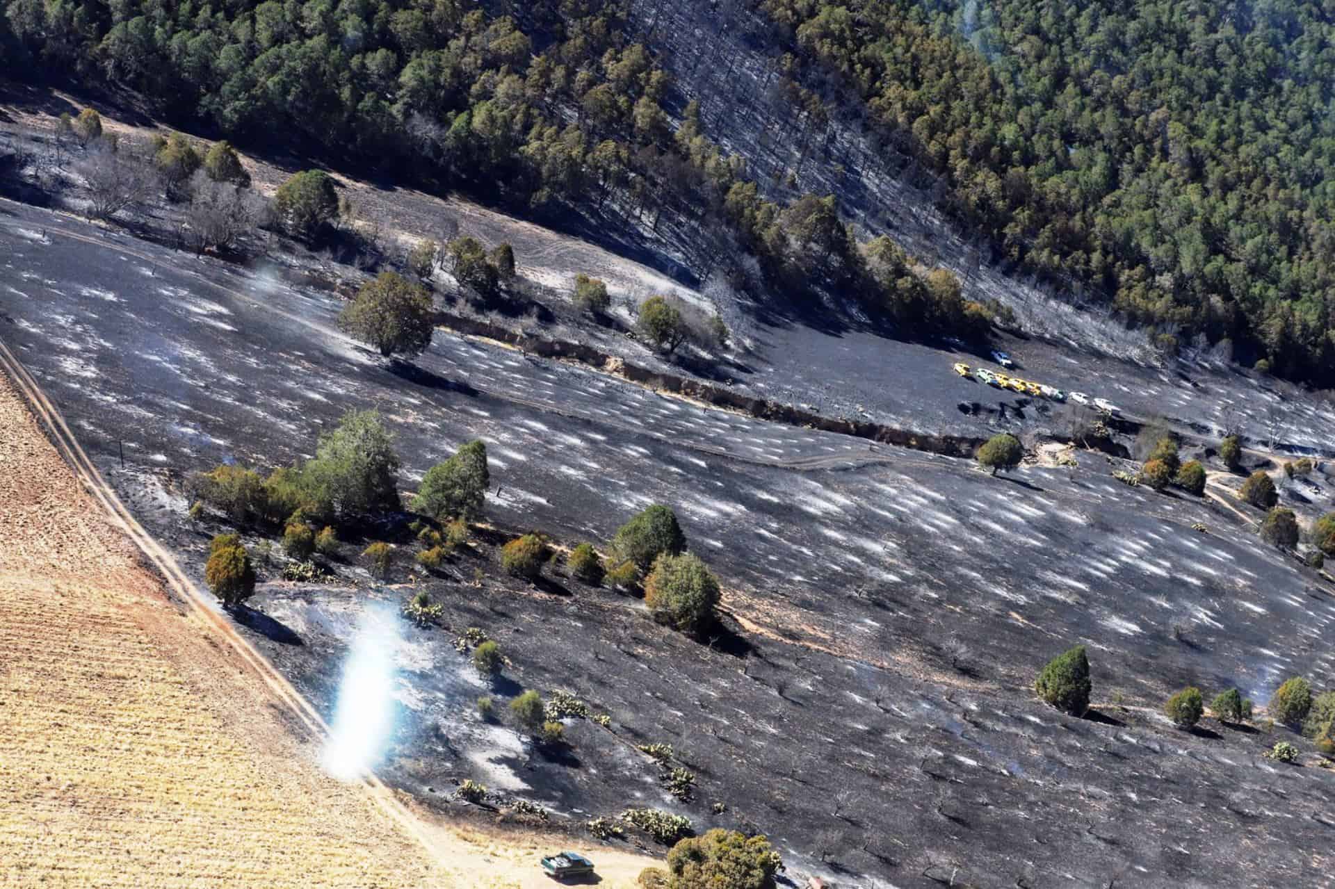 Recuperación de zonas incendiadas en la Sierra de Arteaga