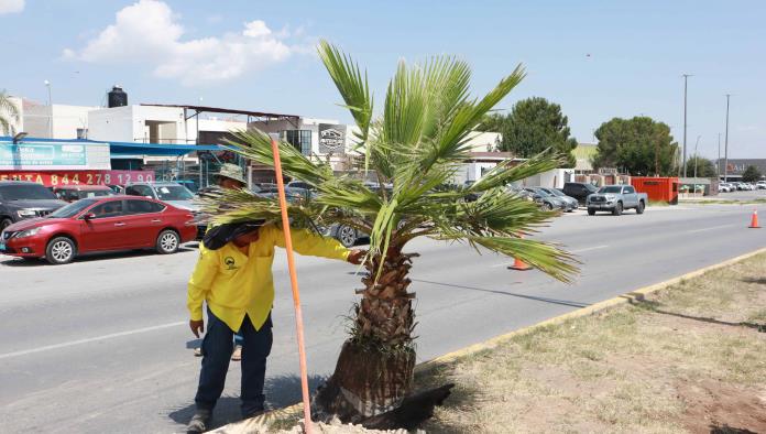 Gobierno Municipal de Saltillo promueve la reforestación en la ciudad