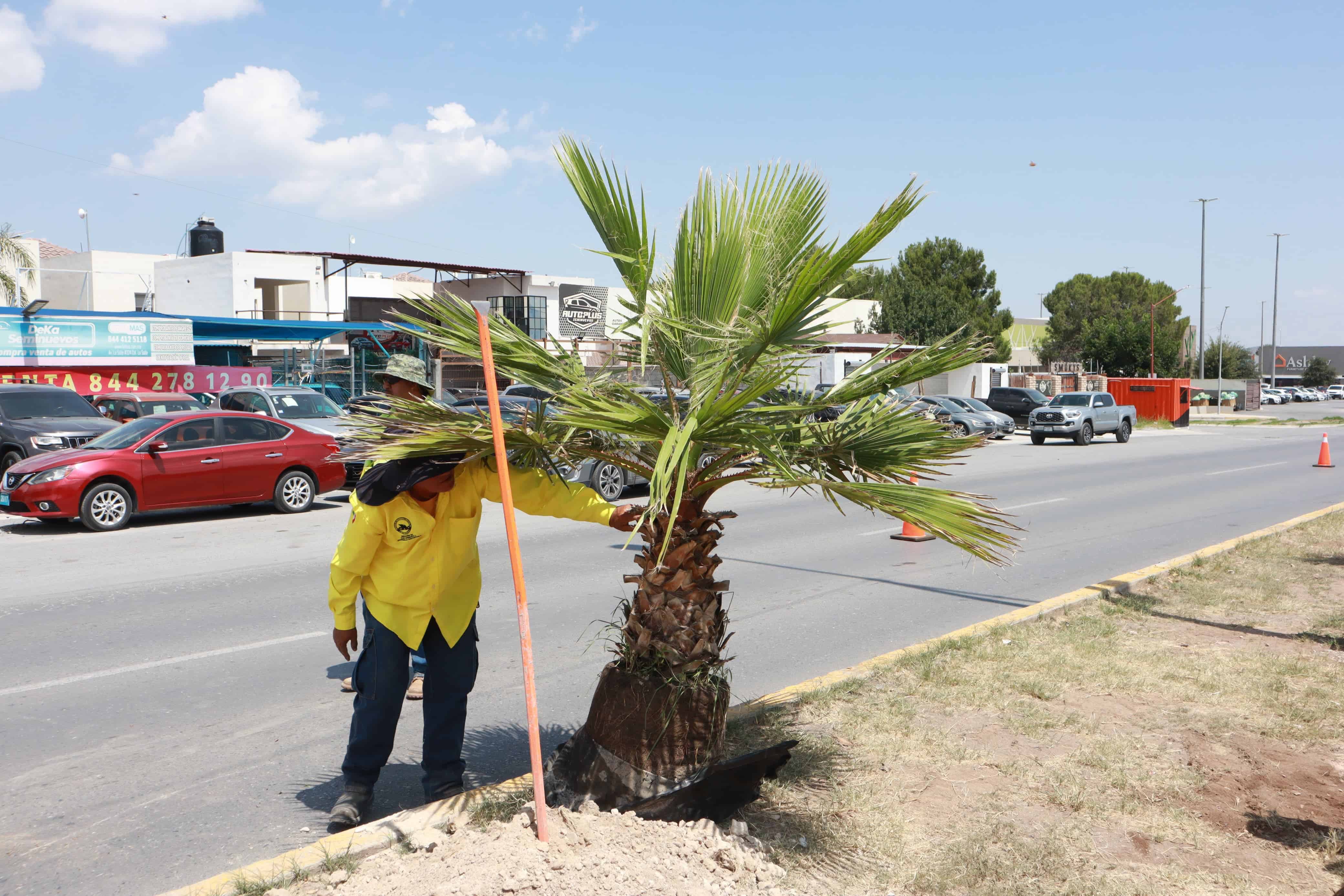 Gobierno Municipal de Saltillo promueve la reforestación en la ciudad
