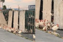 ¡Pollitos en fuga! Vuelca tráiler cargado de pollos en libramiento de Ramos Arizpe