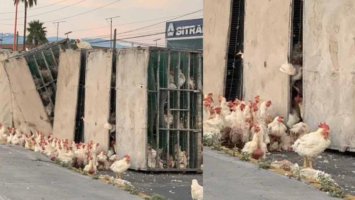 ¡Pollitos en fuga! Vuelca tráiler cargado de pollos en libramiento de Ramos Arizpe
