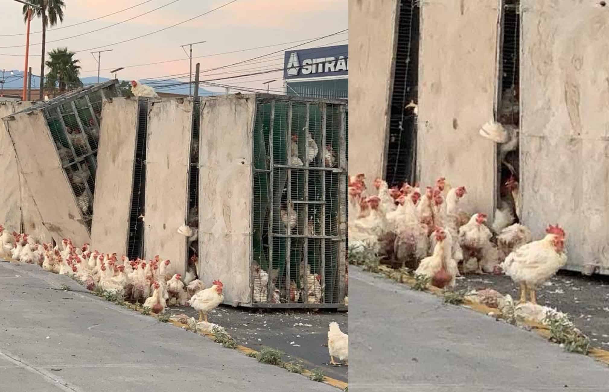¡Pollitos en fuga! Vuelca tráiler cargado de pollos en libramiento de Ramos Arizpe