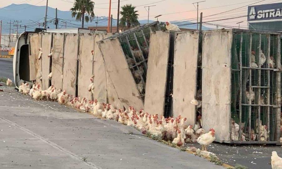 Pollitos  en fuga