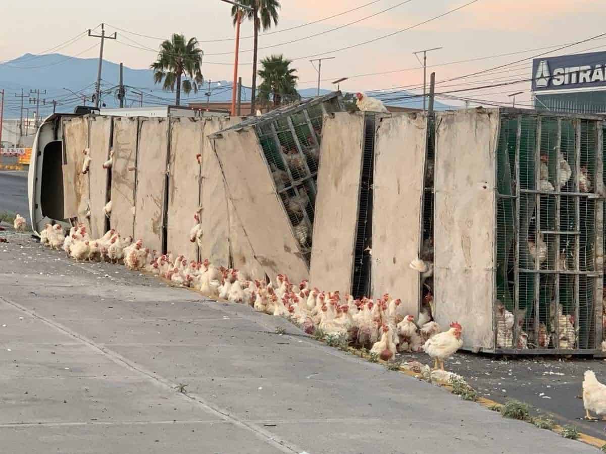 Pollitos  en fuga