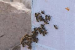 Emergencia médica por ataque de abejas africanizadas en Baja California