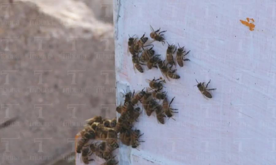 Emergencia médica por ataque de abejas africanizadas en Baja California