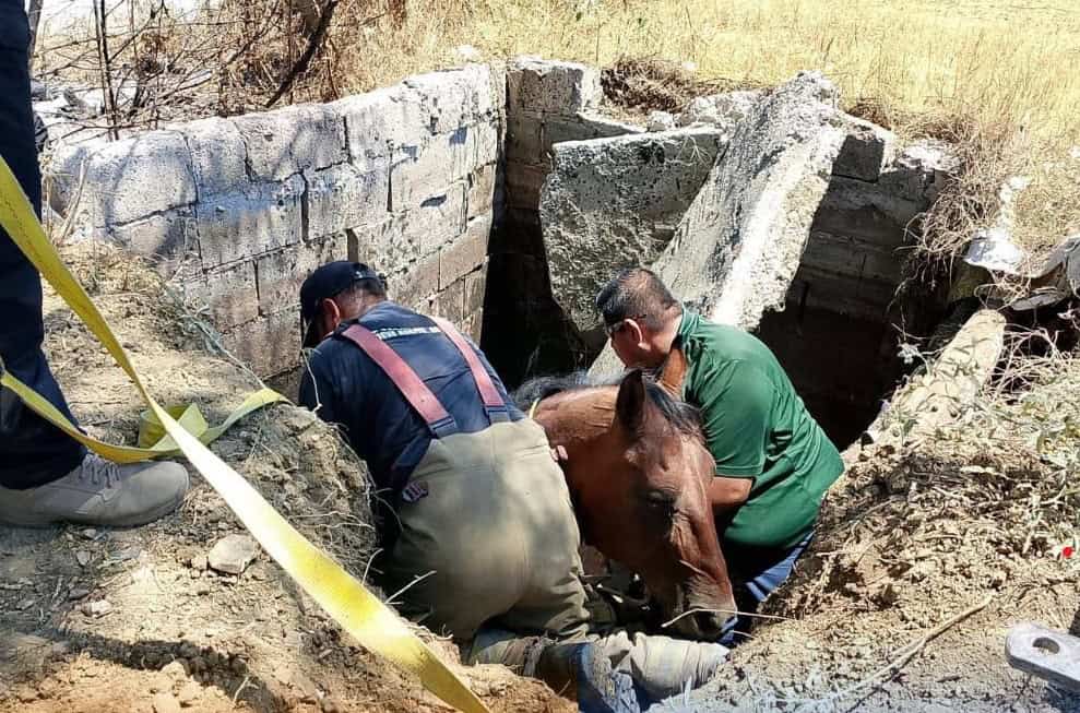 Caballo rescatado tras caer en fosa séptica de Nueva Rosita