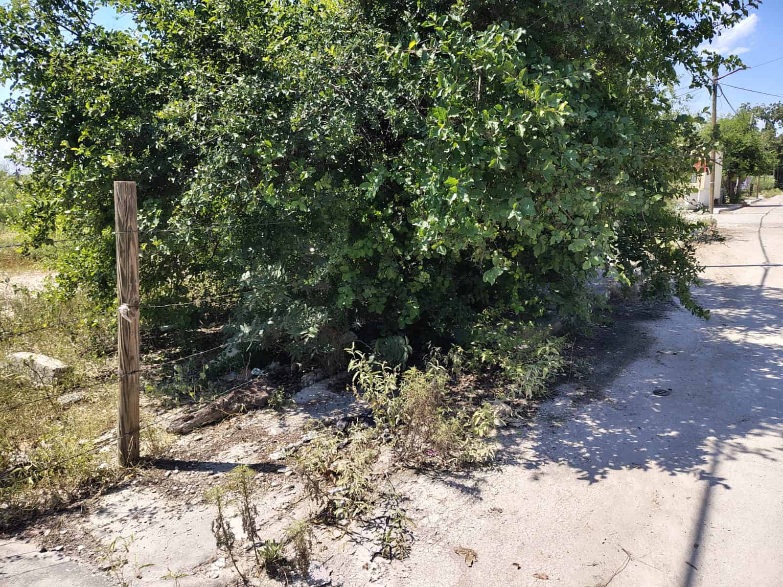 Vecinos de Nogalar Exigen Atención: Calles Abandonadas y Baches Representan Riesgo