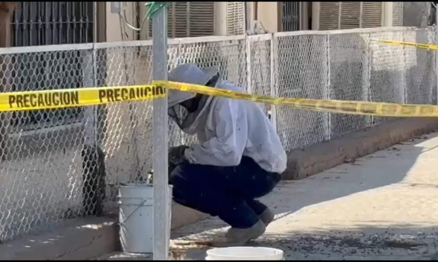ABEJAS EN LA COLONIA ZARAGOZA: BOMBEROS Y APICULTORES ACTÚAN CON ÉXITO
