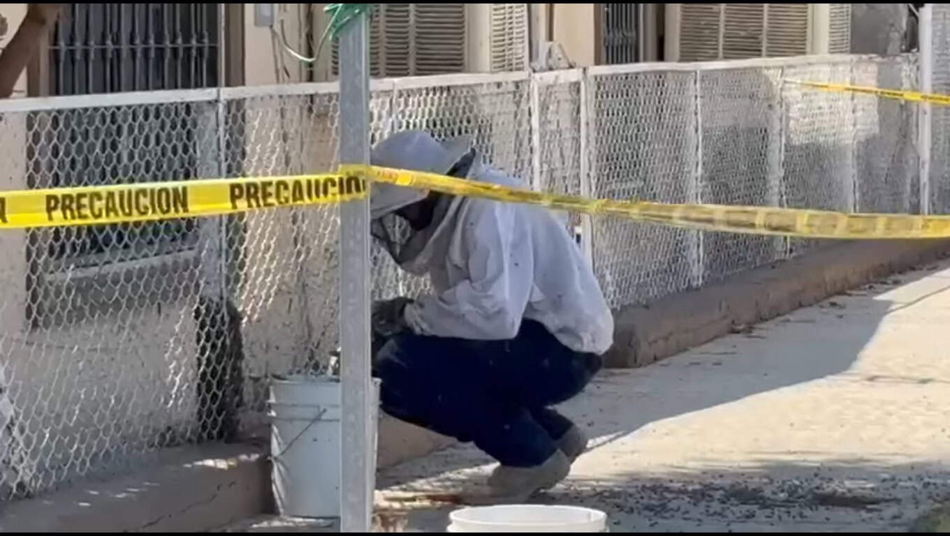 ABEJAS EN LA COLONIA ZARAGOZA: BOMBEROS Y APICULTORES ACTÚAN CON ÉXITO