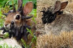 “Conejos con tentáculos” en EE.UU. desatan susto, pero no son mutantes ni peligrosos