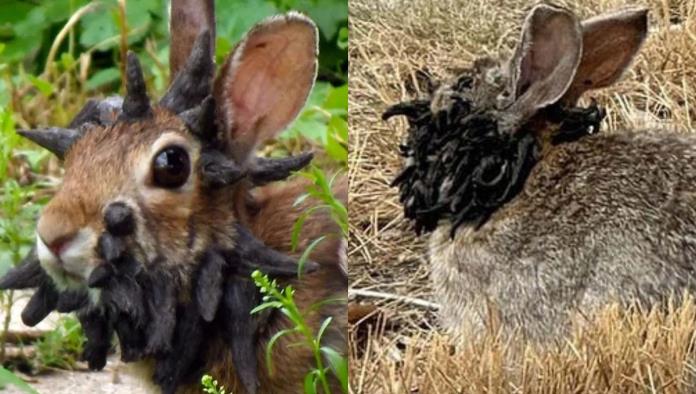 “Conejos con tentáculos” en EE.UU. desatan susto, pero no son mutantes ni peligrosos