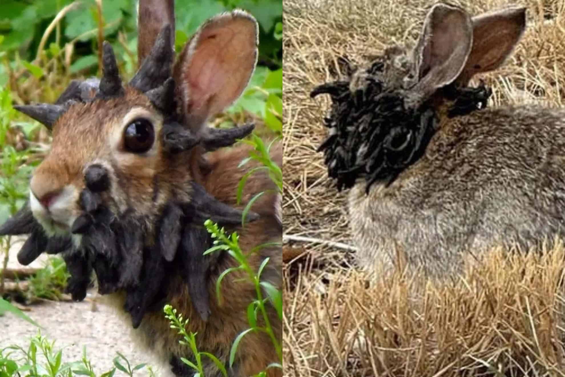 "Conejos con tentáculos" en EE.UU. desatan susto, pero no son mutantes ni peligrosos