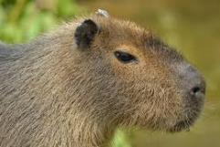 México y los capibaras: una convivencia en cautiverio