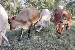 Colaboración entre Asociación Ganadera y Autoridades Refuerza Seguridad en San Buenaventura