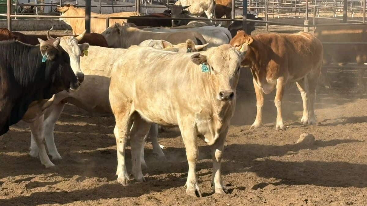 Cierre de frontera con EE. UU. afecta venta de ganado en Coahuila