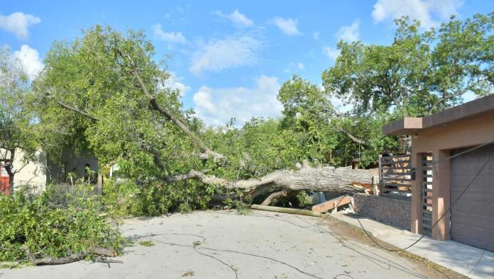 Cae árbol en calle de Nava y vecinos critican falta de prevención