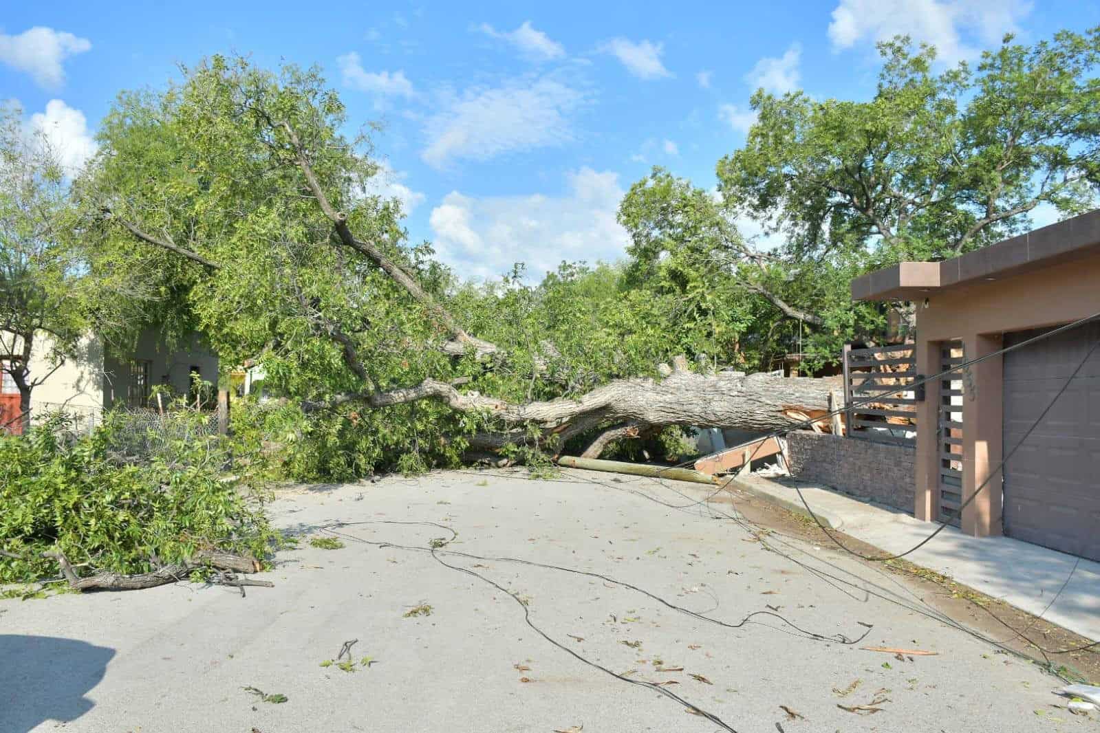 Cae árbol en calle de Nava y vecinos critican falta de prevención