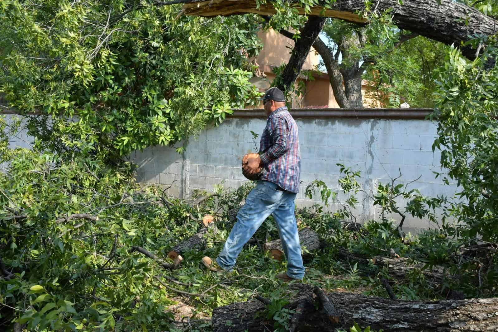 Cae árbol en calle de Nava y vecinos critican falta de prevención