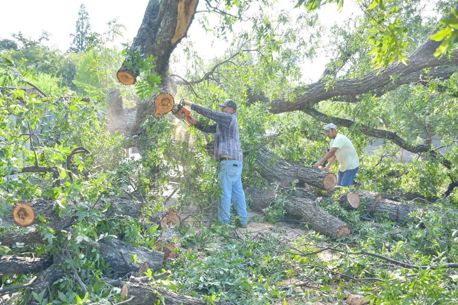 Cae árbol en calle de Nava y vecinos critican falta de prevención