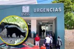 Trágico fallecimiento por rabia humana en Zacatecas