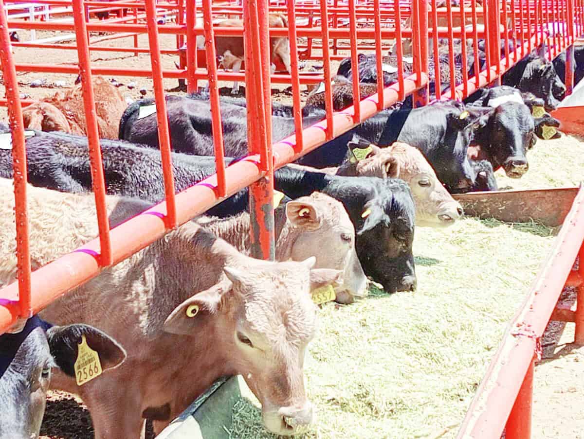 Temor en productores ganaderos ante posible cierre de frontera por gusano barrenador