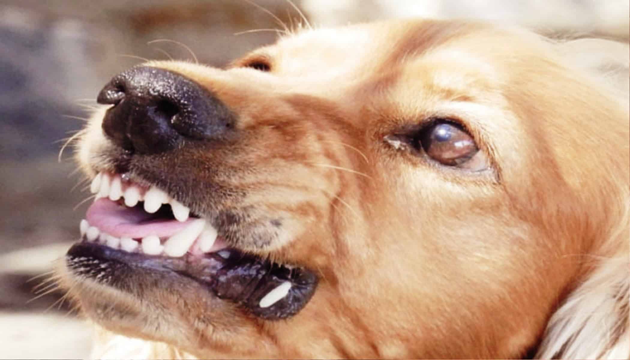 Advierten riesgo de rabia humana en Coahuila