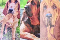 Robo de caballos y perros de alto valor económico en propiedad de ex alcalde de Castaños