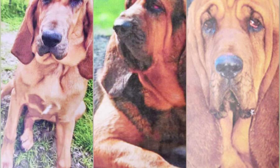 Robo de caballos y perros de alto valor económico en propiedad de ex alcalde de Castaños