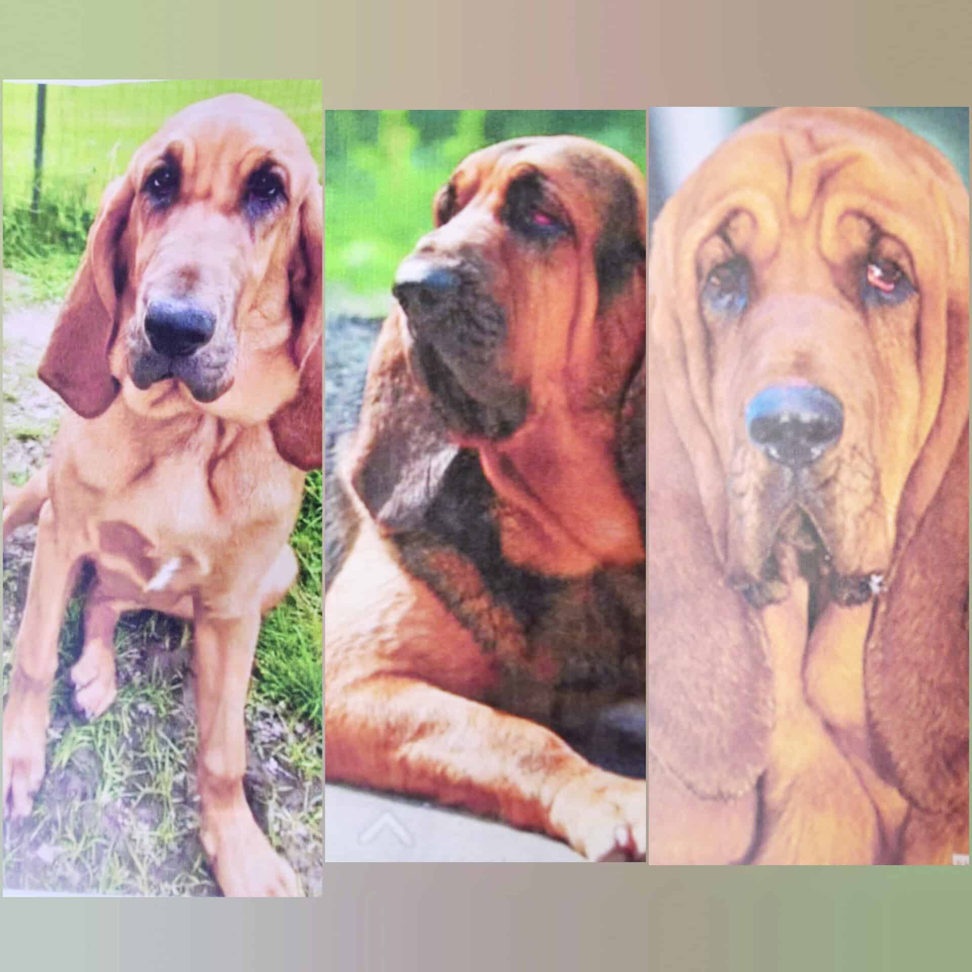 Robo de caballos y perros de alto valor económico en propiedad de ex alcalde de Castaños