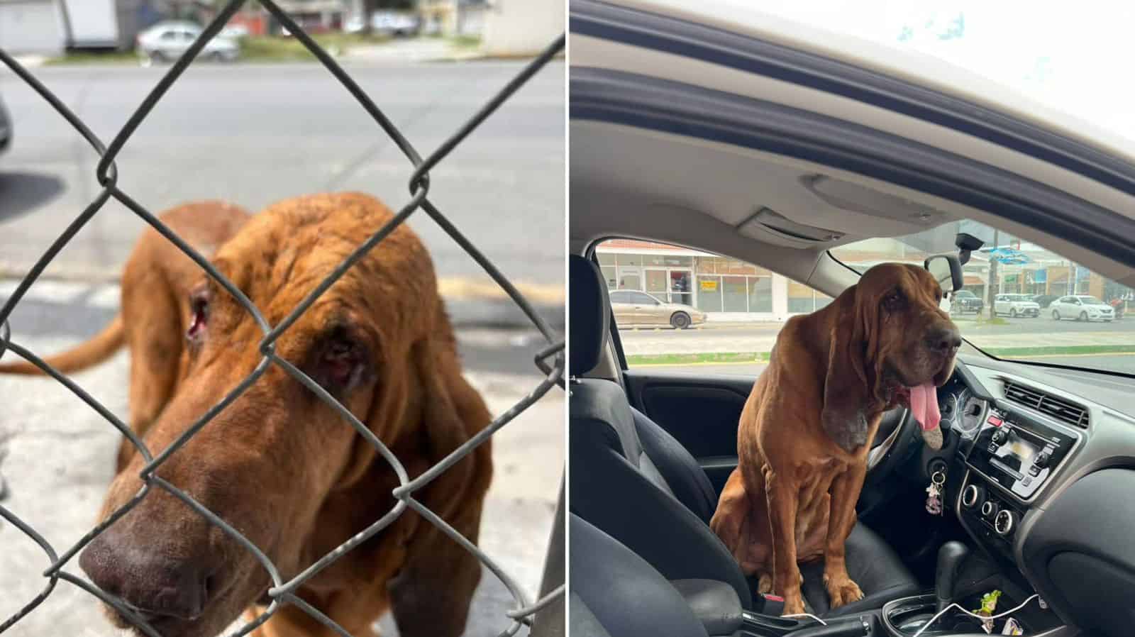 Perro de búsqueda Alex encontrado tras robo en rancho de Castaños