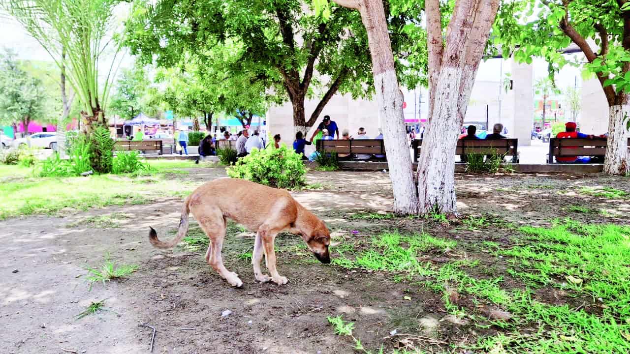 Más de 9 mil perros viven en la vía pública de Monclova por irresponsabilidad de sus dueños