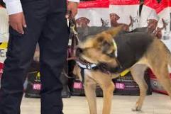 Perros entrenados detectan gusano barrenador en ganado en Jalisco