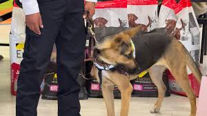 Perros entrenados detectan gusano barrenador en ganado en Jalisco