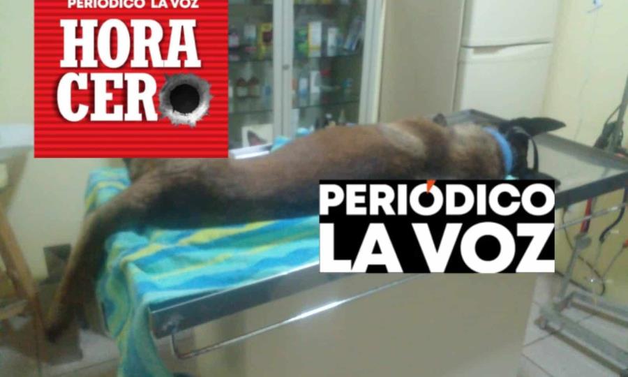 Jóvenes en moto arrastran a perrito, lastiman sus patas; vecinos exigén justicia